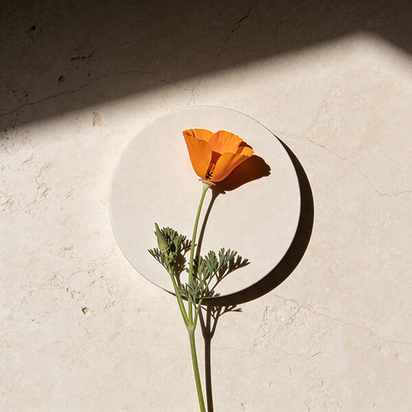 Amapola de California (Eschscholzia californica), planta de flores anaranjadas.